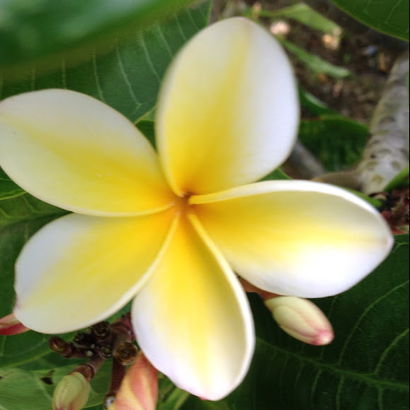 Plumeria Project Noah