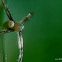 spider
