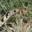 Checkered gartersnake