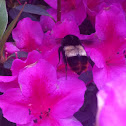 Red-tailed Bumblebee