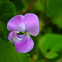 vigna vixillata