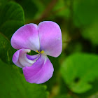 vigna vixillata