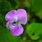 vigna vixillata