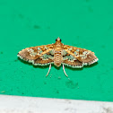 Crambidae Moth