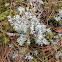 Reindeer Moss