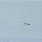 Northern Gannet