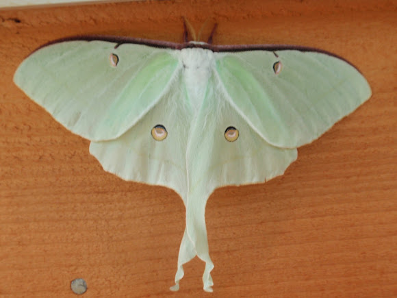 Spotting Image 1