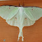 Luna Moth