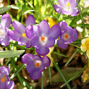 Crocus