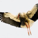 White Stork