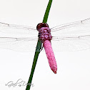 Roseate Skimmer