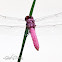 Roseate Skimmer