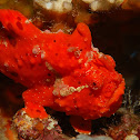 RED Clown Frog Fish
