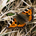 small tortoiseshell