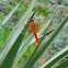 Neon Skimmer