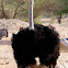 Ostrich