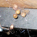 American House Spider with spiderlings