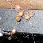 American House Spider with spiderlings