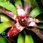 Bromeliad