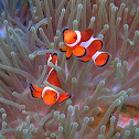 Ocellaris Clownfish