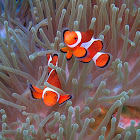 Ocellaris Clownfish