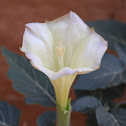 Sacred Datura