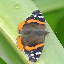 Red Admiral Butterfly