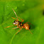Ant Mimicking Spider