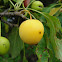 Wild Crabapple (yellow)