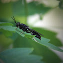 Black Soldier Fly