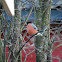 Eurasian Bullfinch (Male)