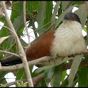 Senegal Coucal