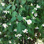 Falscher Jasmin