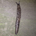 Great grey slug