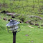 Brown Rock Chat