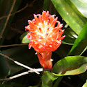 Billbergia