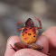 Orange-Bellied Leaf Toad