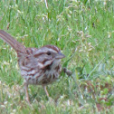 Song Sparrow