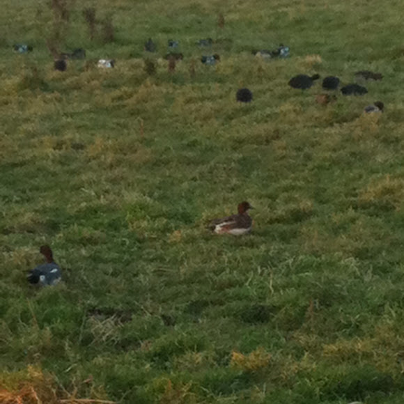 Spotting Image 1