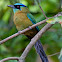 Blue-diademed Motmot