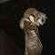flying squirrels