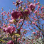 Magnolia Tree