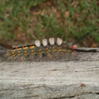 fir tussock moth