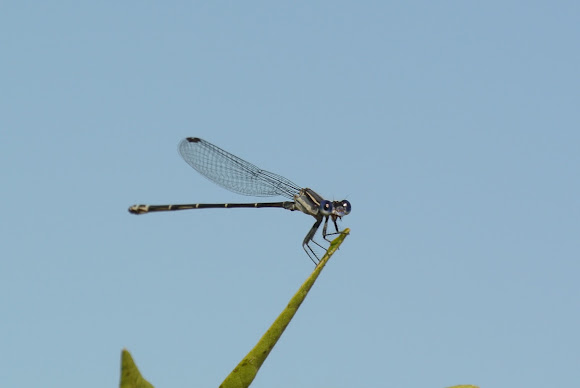 Spotting Image 1