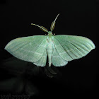 The Bad-wing Moth