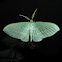 The Bad-wing Moth