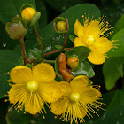 Great St-John's Wort