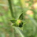 pretty weed