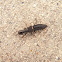 Devil's coach horse beetle