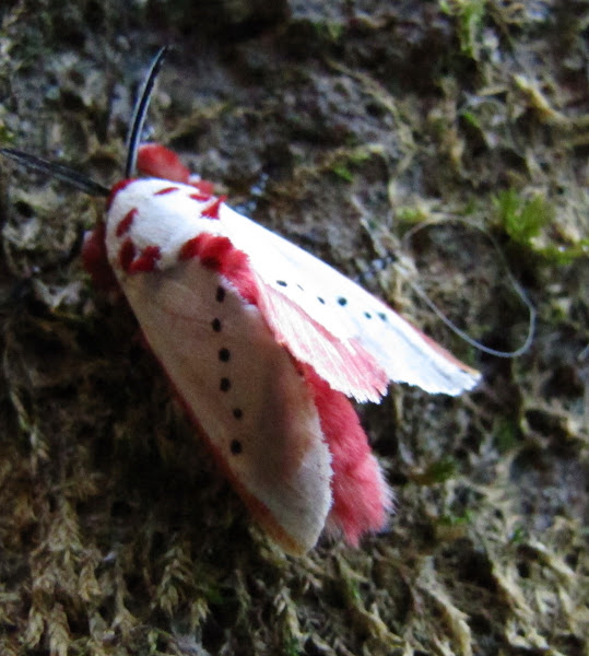 Peppermint moth Project Noah